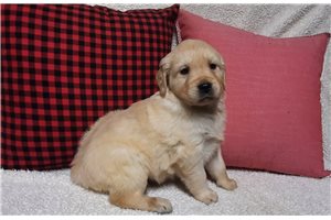 Besiana - Golden Retriever for sale