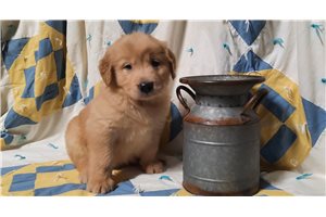 Percy - puppy for sale