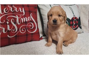 Buttercup - puppy for sale