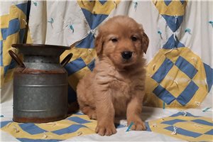 Petey - Golden Retriever for sale