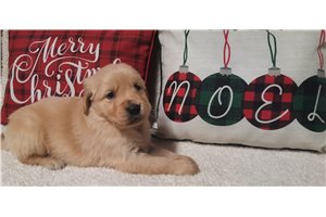 Benjamin - puppy for sale