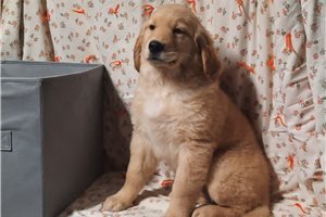 Irene - Golden Retriever for sale