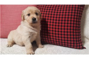 Brittany - Golden Retriever for sale