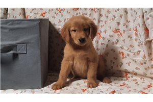 Katherine - Golden Retriever for sale