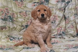 Isabella - Golden Retriever for sale