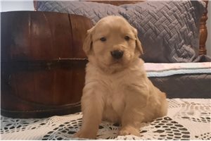 Petey - Golden Retriever for sale