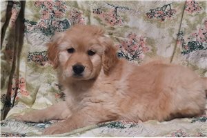 Isaac - Golden Retriever for sale