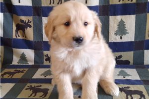 Isaiah - puppy for sale