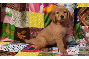Katherine - Golden Retriever for sale