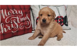 Bodie - puppy for sale