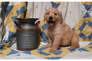 Perro - puppy for sale