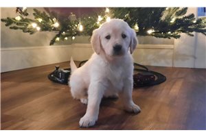 Betsy - Golden Retriever for sale