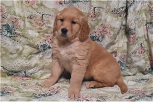 Irene - Golden Retriever for sale