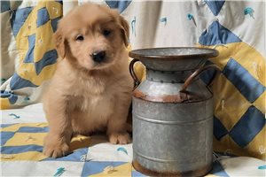 Percy - Golden Retriever for sale
