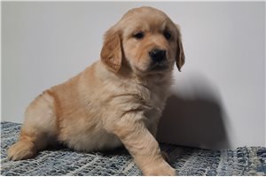 Ivan - puppy for sale
