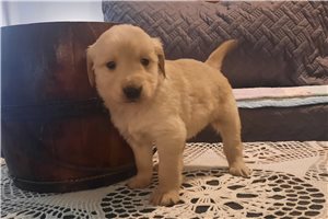 Perro - puppy for sale