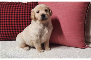 Belle - Golden Retriever for sale