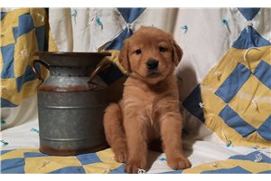 Katherine - Golden Retriever for sale