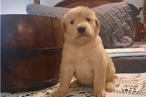 Percy - puppy for sale
