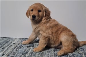 Isabella - puppy for sale