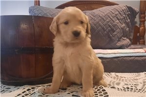 Peony - puppy for sale