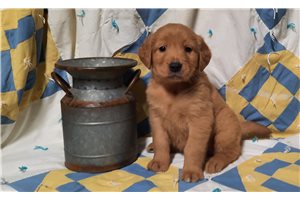 Kevin - puppy for sale