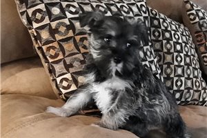 Janelle - puppy for sale
