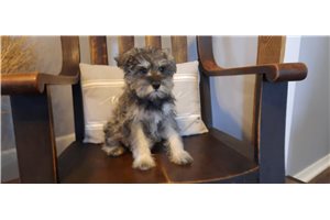 Jynx - puppy for sale