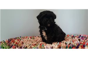 Camilla - Schnoodle for sale