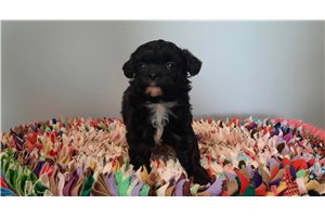 Collette - Schnoodle for sale