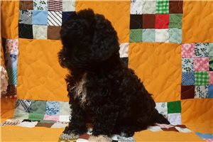 Sassy - Shih-Poo - Shihpoo for sale
