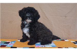 Herald - puppy for sale