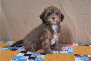 Hope - puppy for sale