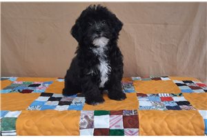 Holly - Shih-Poo - Shihpoo for sale