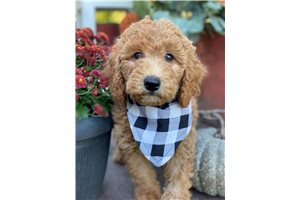 Reeses - Poodle, Standard for sale