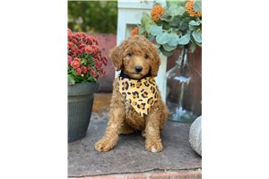 Kit Kat - Poodle, Standard for sale