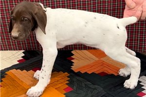 Thomas - German Shorthaired Pointer for sale