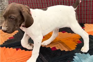 Talia - German Shorthaired Pointer for sale