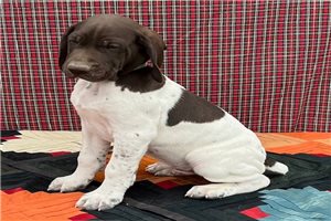 Theodore - German Shorthaired Pointer for sale