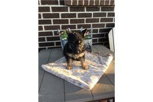 Bella - German Shepherd for sale