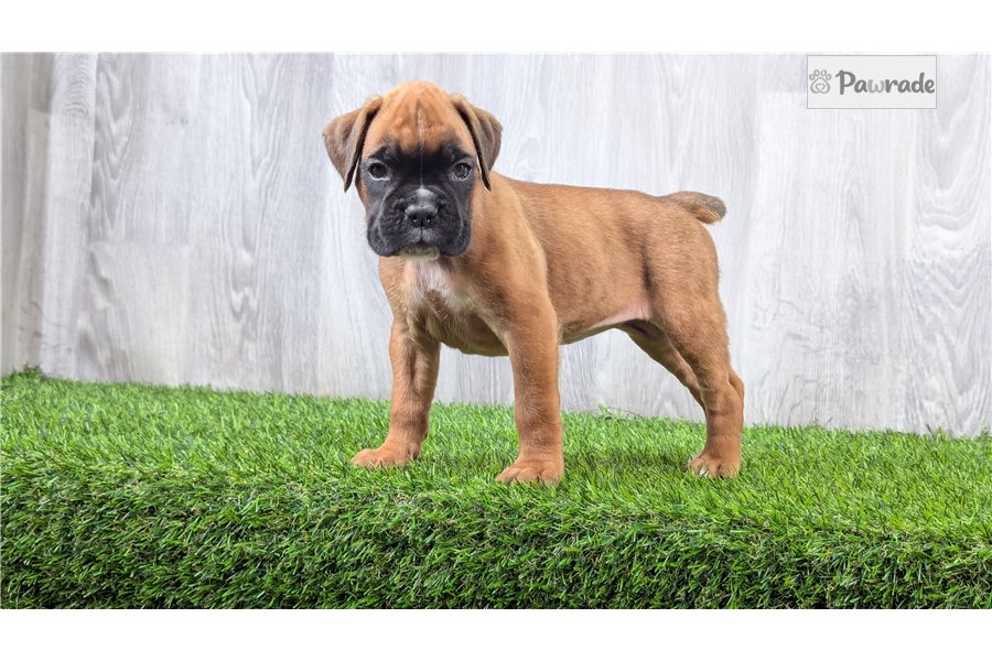 Ginny, female Boxer puppy for sale