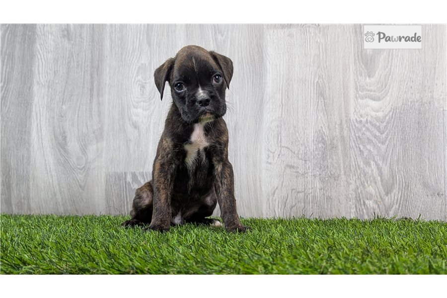 Ferdinand, male Boxer puppy for sale