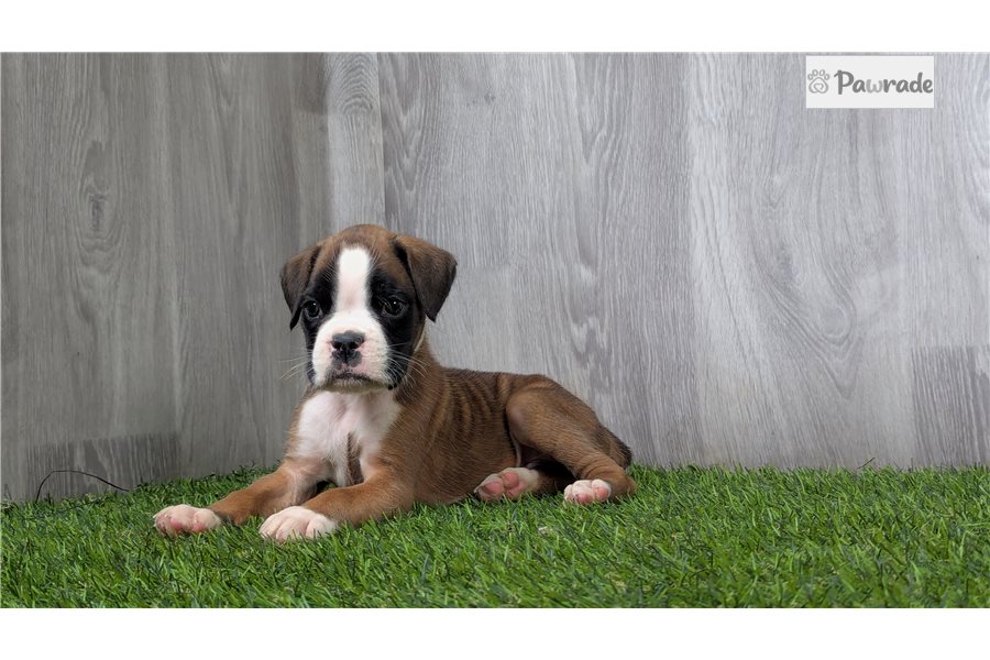 Flint - Boxer for sale