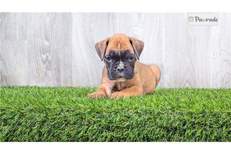 Glen - Boxer for sale