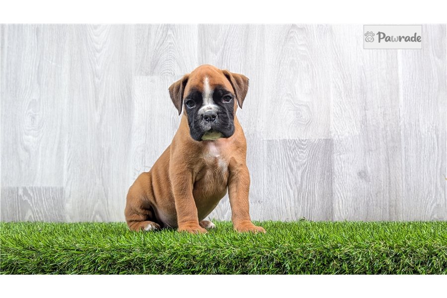 Garfield, male Boxer puppy for sale