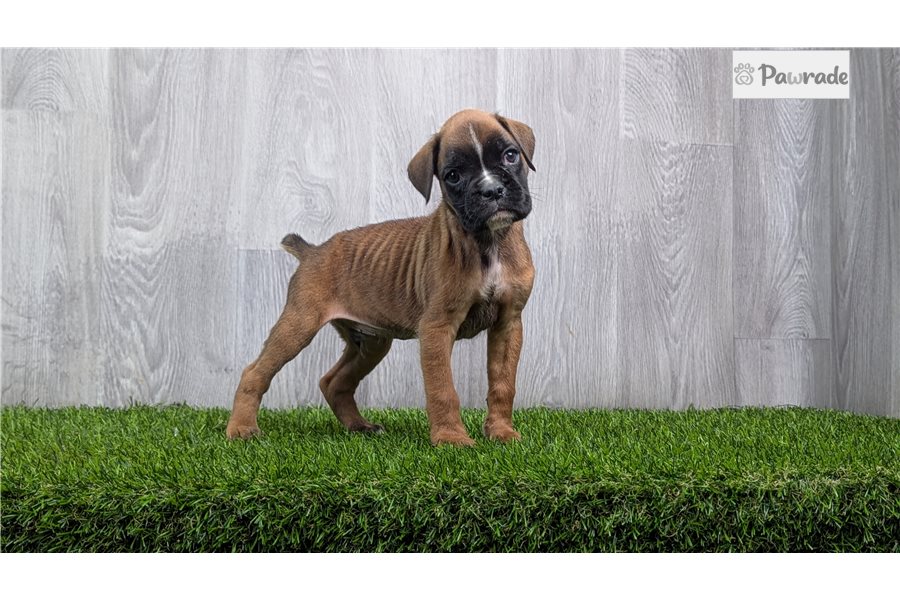 Frankie - Boxer for sale