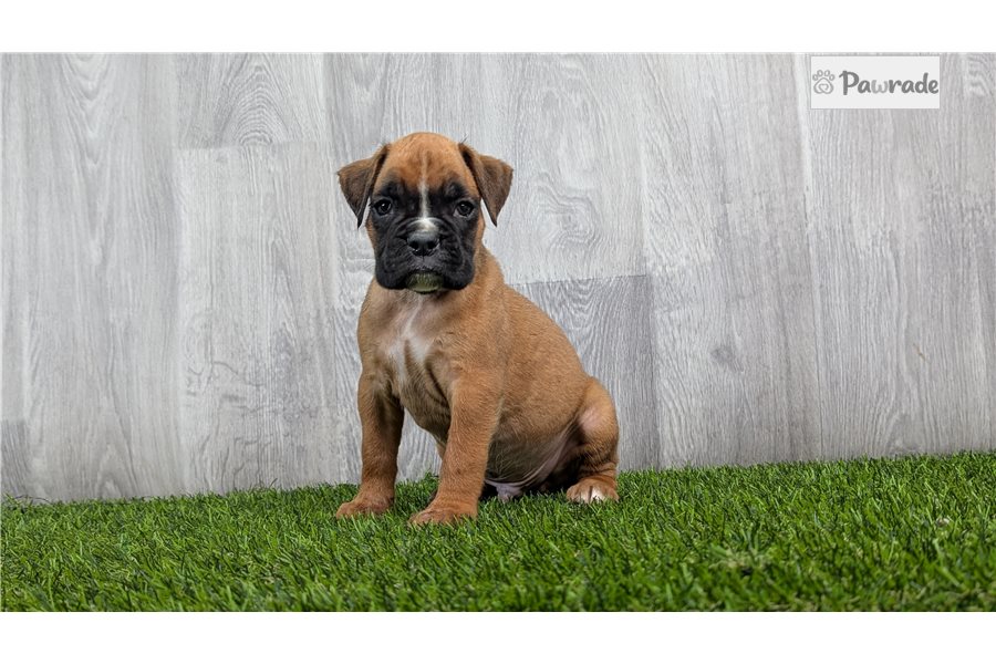Gyro, male Boxer puppy for sale