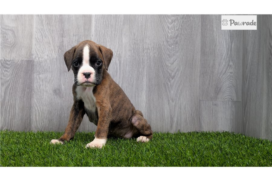 Fauna - Boxer for sale