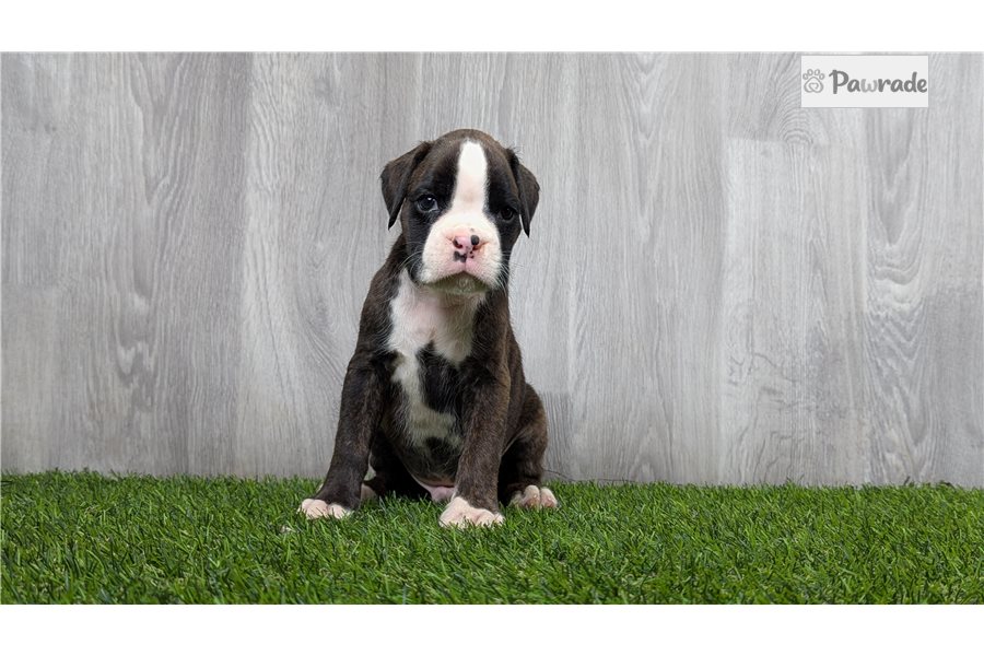 Fitzgerald - Boxer for sale