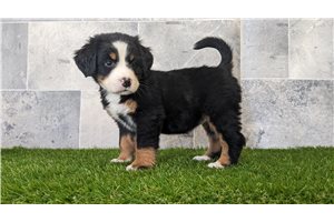 Elise - Bernese Mountain Dog for sale